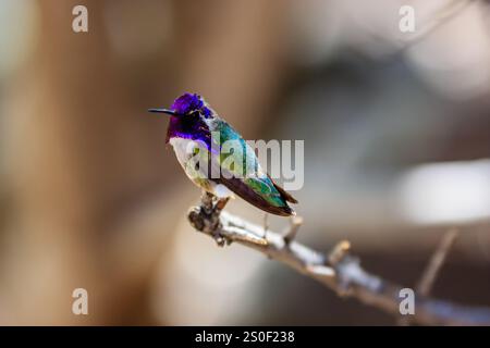 Ein Kolibri sitzt auf einem Ast. Der Vogel ist blau und weiß. Das Bild hat eine friedliche und ruhige Stimmung Stockfoto