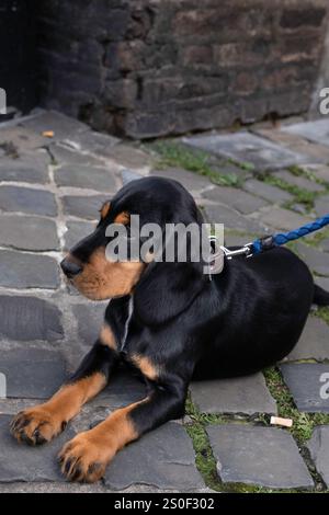 Junge slowenski Kopov, slowakischer Slowakischer Hund oder Schwarzwaldhund liegt auf Pflastersteinen Stockfoto