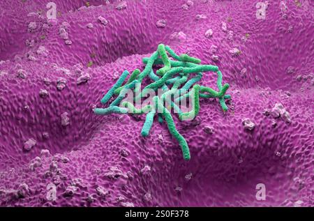 Helicobacter pylori-Bakterien - isometrische 3D-Darstellung Stockfoto