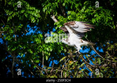 Osprey, Pandion haliaetus, im Regenwald neben Rio Chagres, Soberania Nationalpark, Provinz Colon, Republik Panama, Zentralamerika Stockfoto