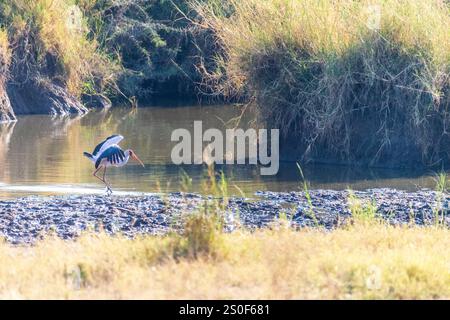 Tele eines Gelbschnabelstorchs - Mycteria ibis - landete in einem Fluss in der Serengeti, Tansania. Stockfoto