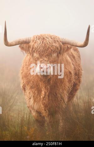 Porträt von Highland-Rindern in Schottland. Eine Kuh stand in den winterlichen schottischen Highlands, umgeben von Nebel. Stockfoto