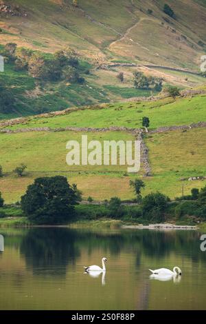 Schwäne schwimmen auf Brothers Water im English Lake District Stockfoto