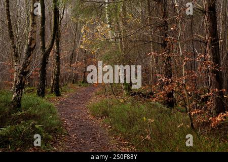 Fußweg durch den Warwick Moor Wood im Norden von Cumbria, Großbritannien Stockfoto