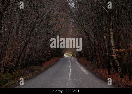 Eine Allee mit Bäumen an der Straße zwischen Aglionby und Wetheral im Norden von Cumbria, Großbritannien Stockfoto