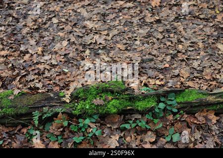 Waldszene: Nahaufnahme eines gefallenen Asts auf dem Boden, der Ast bedeckt mit Moos, der Boden bedeckt mit toten Blättern. Stockfoto