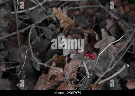 Winter, Nahaufnahme einer roten brombeere, unreif, vor einem entsättigten Hintergrund von Blättern und Zweigen. Stockfoto