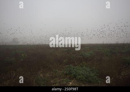 Eine Schar fliegender Vögel über einem unbebauten Feld an einem nebeligen Tag in der italienischen Landschaft Stockfoto