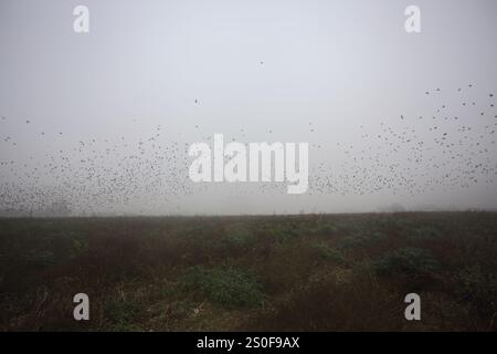 Eine Schar fliegender Vögel über einem unbebauten Feld an einem nebeligen Tag in der italienischen Landschaft Stockfoto