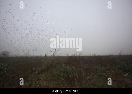 Eine Schar fliegender Vögel über einem unbebauten Feld an einem nebeligen Tag in der italienischen Landschaft Stockfoto