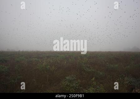 Eine Schar fliegender Vögel über einem unbebauten Feld an einem nebeligen Tag in der italienischen Landschaft Stockfoto