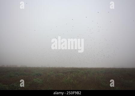 Eine Schar fliegender Vögel über einem unbebauten Feld an einem nebeligen Tag in der italienischen Landschaft Stockfoto