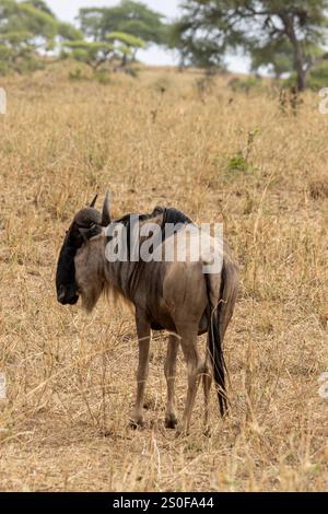 Ein Gnus oder gnu (Connochaetes) im Tarangire-Nationalpark in Tansania Ostafrika Stockfoto