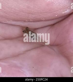Westliche Moskitofisch (Gambusia affinis) Stockfoto