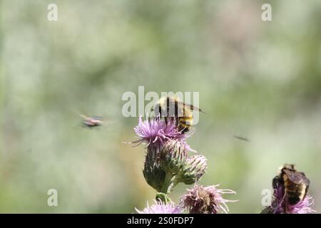 Weißschultrige Hummel (Bombus appositus) Stockfoto