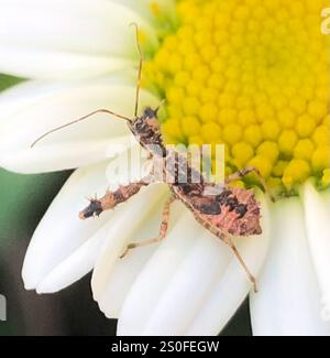 Stachelarzenkäfer (Sinea spinipes) Stockfoto