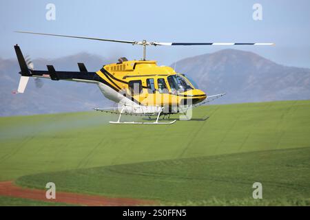 Feldspritzen mit einem Hubschrauber im Overberg, Westkap in Südafrika. Stockfoto