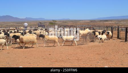 Schafbepflanzung, während der Landwirt Schwarze Kopfschafe auf der Knersvlakte in Namaqualand, Südafrika, zählt. Stockfoto