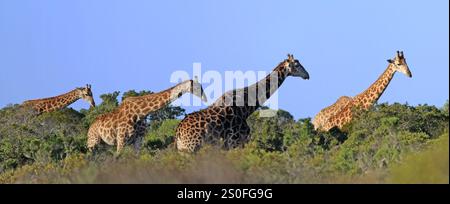 Eine Reise von Giraffen (Giraffa camelopardalis), die sich durch dicke Büsche an der Westküste Südafrikas bewegen. Stockfoto