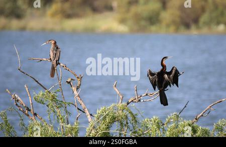 Ein männlicher afrikanischer Darter oder Schlangenvogel (Anhinga rufa), der seine Flügel trocknet, mit einem Weibchen in einem Baum an einem Damm auf der Knersvlakte, Namaqualand in Süd-AF, sitzt Stockfoto