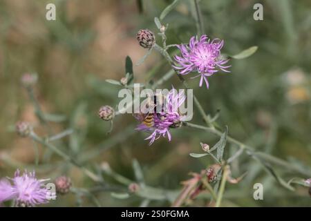 Weißschultrige Hummel (Bombus appositus) Stockfoto