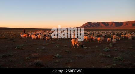 Farmer und Landarbeiter wandern bei Sonnenaufgang mit Schwarzen Kopf Dorper zwischen Farmen auf der Knersvlakte in Namaqualand, Westkap in Südafrika Stockfoto