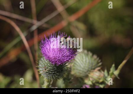 Weißschultrige Hummel (Bombus appositus) Stockfoto