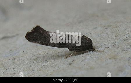 Birke Ermel (Swammerdamia caesiella) Stockfoto