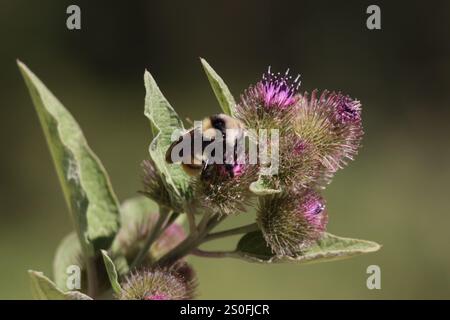 Weißschultrige Hummel (Bombus appositus) Stockfoto