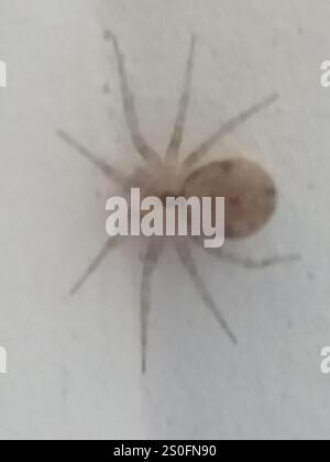 Wandspinne (Oecobius navus) Stockfoto