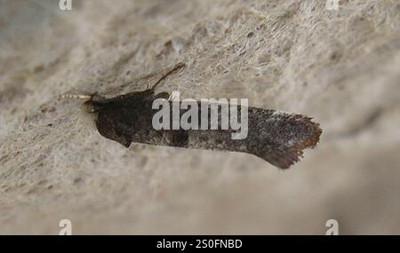 Birke Ermel (Swammerdamia caesiella) Stockfoto