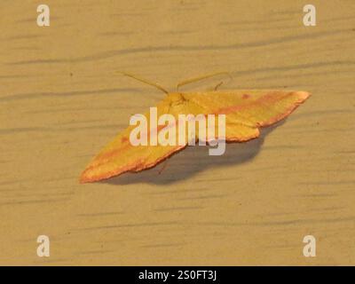 Geometer Motte (Haematopis grataria) Stockfoto