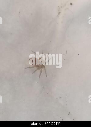 Wandspinne (Oecobius navus) Stockfoto