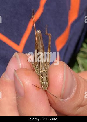 Lokomotive Grasshopper (Chorthippus apricarius) Stockfoto