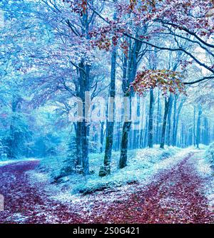 Ein schneebedeckter Winterblick auf den Herrenberg Forest, Elsass, Frankreich. Stockfoto