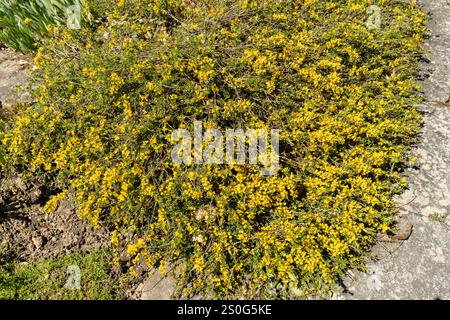 Saint Gallen, Schweiz, 27. April 2024 Genista Pilosa oder haarige Grünkrautpflanze im botanischen Garten Stockfoto