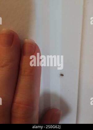 Wandspinne (Oecobius navus) Stockfoto