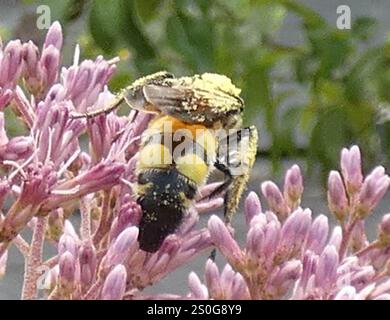 Große vierfleckige Scoliid Wasp (Pygodasis quadrimaculata) Stockfoto
