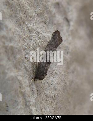 Birke Ermel (Swammerdamia caesiella) Stockfoto