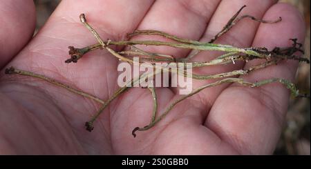 Smooth Pixie Flechte (Cladonia gracilis gracilis) Stockfoto