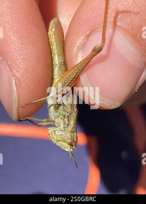 Lokomotive Grasshopper (Chorthippus apricarius) Stockfoto