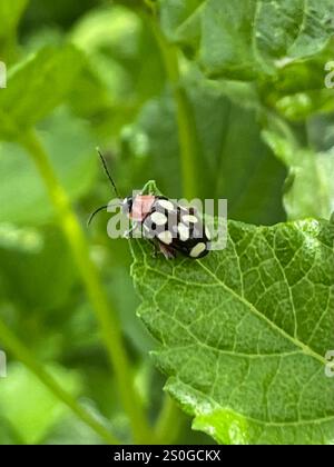 Achtfleckiger Flohkäfer (Omophoita cyanipennis) Stockfoto