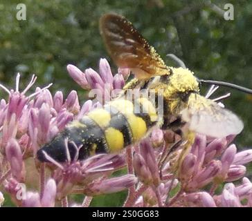 Große vierfleckige Scoliid Wasp (Pygodasis quadrimaculata) Stockfoto