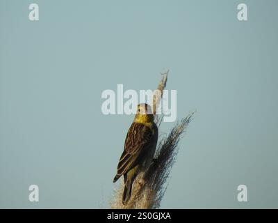 Grünlandgelbfink (Sicalis luteola) Stockfoto