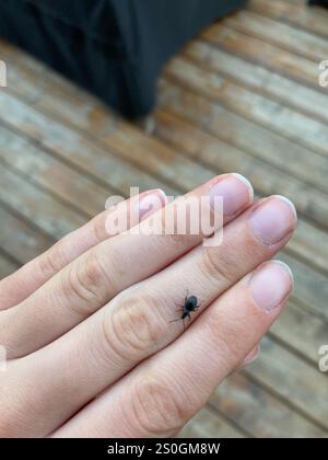 Erdbeerwurzel Weevil (Otiorhynchus ovatus) Stockfoto