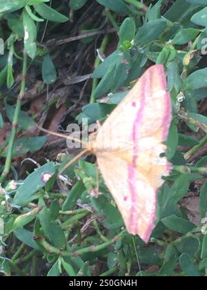 Geometer Motte (Haematopis grataria) Stockfoto