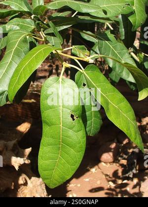 Rotblättrige Feige (Ficus ingens) Stockfoto