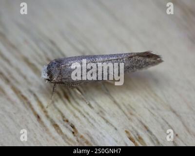 Birke Ermel (Swammerdamia caesiella) Stockfoto
