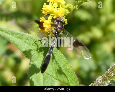 Östliche Bandflügelfliege (Hypocritanus fascipennis) Stockfoto