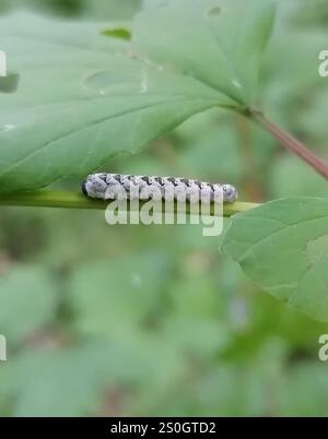 Edle Wasp-Sägefliege (Tenthredo vespa) Stockfoto